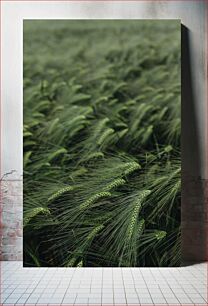 Πίνακας, Green Fields of Barley Πράσινα χωράφια με κριθάρι