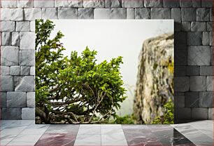 Πίνακας, Green Foliage Against Rocky Background Πράσινο φύλλωμα σε βραχώδες φόντο