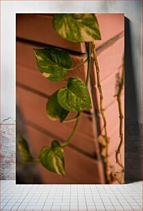 Πίνακας, Green Foliage Against Wall Πράσινο φύλλωμα ενάντια στον τοίχο