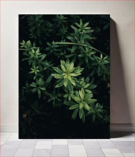 Πίνακας, Green Foliage in Close-Up Πράσινο φύλλωμα σε κοντινό πλάνο