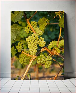 Πίνακας, Green Grapes on Vine Πράσινα σταφύλια στο αμπέλι