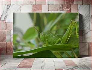 Πίνακας, Green Grasshopper on a Leaf Πράσινη Ακρίδα σε ένα φύλλο