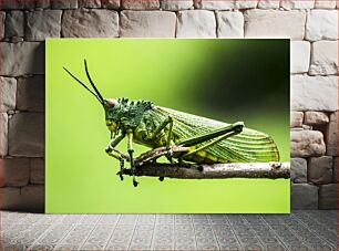 Πίνακας, Green Grasshopper on a Twig Πράσινη Ακρίδα σε ένα κλαδί