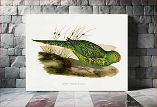 Πίνακας, Green Ground Parrot (Pezoporus wallicus) colored wood-engraved plate by Alexander Francis Lydon