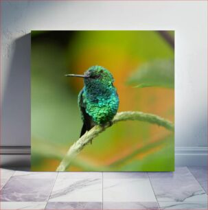 Πίνακας, Green Hummingbird Resting Πράσινο Κολίμπρι αναπαύεται