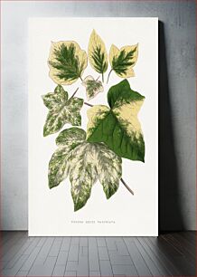 Πίνακας, Green leaf illustration