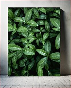 Πίνακας, Green Leaves with Dew Πράσινα φύλλα με δροσιά