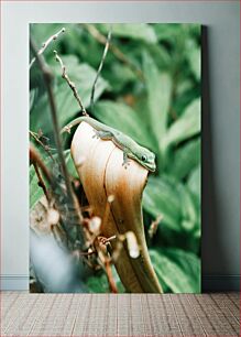 Πίνακας, Green Lizard on a Plant Πράσινη σαύρα σε ένα φυτό