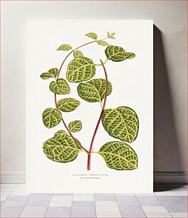 Πίνακας, Green Lonicera Brachypoda leaf illustration