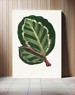 Πίνακας, Green Mantara Illustris leaf illustration