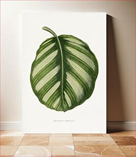 Πίνακας, Green Maranta Fasciata leaf illustration