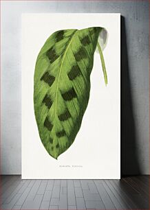 Πίνακας, Green Maranta Pardina leaf illustration