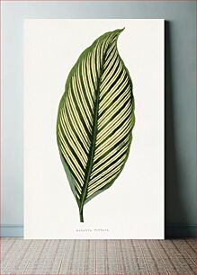 Πίνακας, Green Maranta Vittata leaf illustration