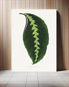 Πίνακας, Green Maranta Warscewiczii leaf illustration
