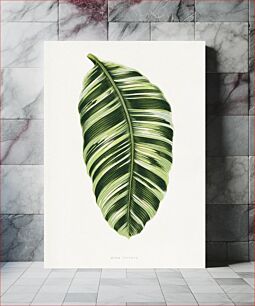 Πίνακας, Green Musa Vittata leaf illustration