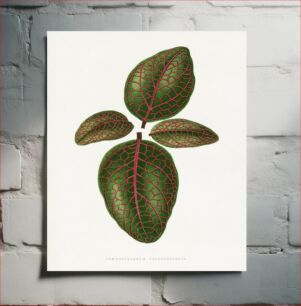 Πίνακας, Green nerve plant leaf illustration