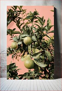 Πίνακας, Green Oranges on a Tree Πράσινα πορτοκάλια σε ένα δέντρο