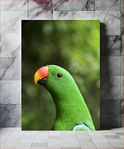 Πίνακας, Green Parrot Close-Up Γκρο πλαν Green Parrot