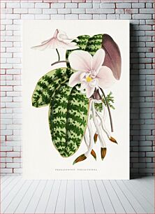 Πίνακας, Green Phalaenopsis Schilleriana leaf illustration