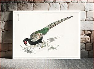 Πίνακας, Green Pheasant illustration. Pictorial Monograph of Birds (1885) by Numata Kashu (1838-1901)