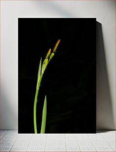 Πίνακας, Green Plant Against Dark Background Πράσινο φυτό σε σκοτεινό φόντο