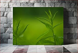 Πίνακας, Green Plant with Dew Πράσινο φυτό με δροσιά