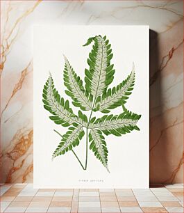 Πίνακας, Green Pteris Argyrea leaf illustration