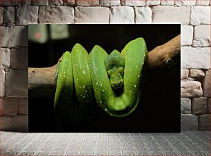 Πίνακας, Green Python Coiled on Branch Green Python Coiled on Branch