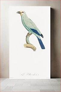 Πίνακας, Green roller from Histoire Naturelle des Oiseaux de Paradis et Des Rolliers (1806) by