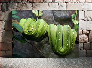 Πίνακας, Green Snake Coiled on Branch Green Snake Coiled on Branch
