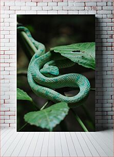 Πίνακας, Green Snake in Nature Πράσινο φίδι στη φύση