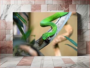 Πίνακας, Green Snake on Branch Green Snake on Branch