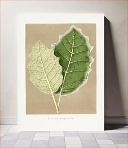 Πίνακας, Green Solanum Marginatum leaf illustration
