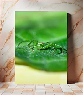Πίνακας, Green Spider on a Leaf Πράσινη αράχνη σε ένα φύλλο