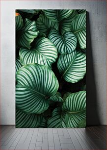 Πίνακας, Green Striped Foliage Πράσινο ριγέ φύλλωμα