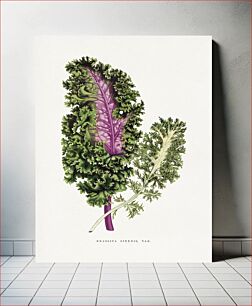 Πίνακας, Green wild cabbage leaf illustration
