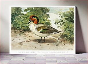 Πίνακας, Green–Winged Teal (Anas Carolinensis, Gmel) illustrated by J.L. Ridgway (1859–1947) and W.B. Gillette (1864–1937) from Game Birds and