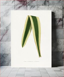Πίνακας, Green Yucca Filamentosa Variegata leaf illustration