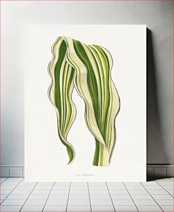 Πίνακας, Green Zea Japonica leaf illustration