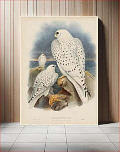 Πίνακας, Greenland Falcon