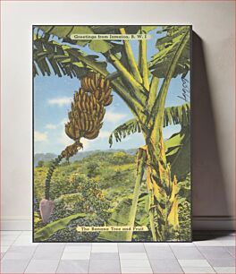 Πίνακας, Greetings from Jamaica, B.W.I. The banana tree and fruit