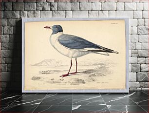Πίνακας, Grey Cap'd Gull, Plate 29 from Birds of Western Africa, William Home Lizars