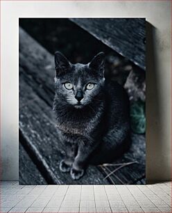 Πίνακας, Grey Cat on Wooden Bench Γκρίζα γάτα σε ξύλινο πάγκο