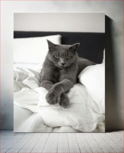 Πίνακας, Grey Cat Relaxing on Bed Γκρίζα γάτα που χαλαρώνει στο κρεβάτι