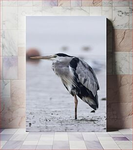 Πίνακας, Grey Heron Standing Γκρίζος ερωδιός που στέκεται