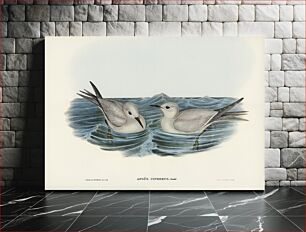 Πίνακας, Grey Noddy (Anous cinereus) illustrated by Elizabeth Gould (1804–1841) for John Gould’s (1804-1881) Birds of Aust