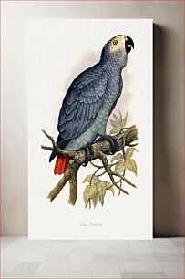 Πίνακας, Grey Parrot (Psittacus erithacus) colored wood-engraved plate by Alexander Francis Lydon