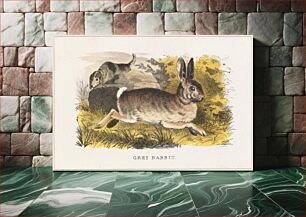 Πίνακας, Grey rabbit