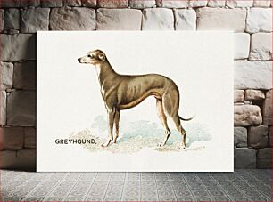 Πίνακας, Greyhound, from the Dogs of the World series for Old Judge Cigarettes (1890) chromolithograph art