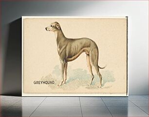 Πίνακας, Greyhound, from the Dogs of the World series for Old Judge Cigarettes